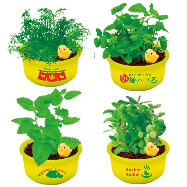 育てるカプセル ゆ桶でハーブ栽培